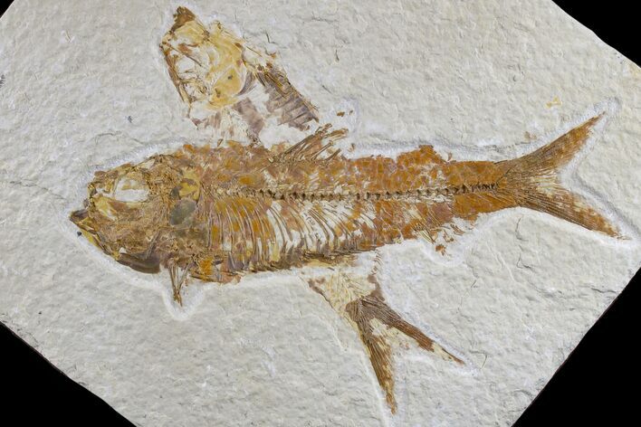 Pair of Fossil Fish (Knightia) - Green River Formation #165776